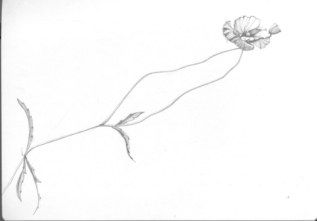 Poppy, Botanical Gardens, Padova